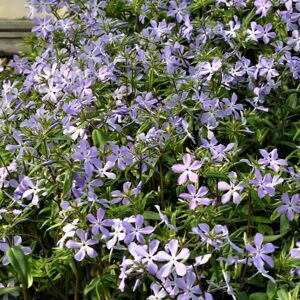 Phlox divaricaria 'Clouds of Perfume ' ---